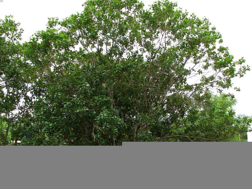 ការយល់ដឹងអំពីឧបករណ៍បាញ់ត្រីនិងប្រព័ន្ធជំនួយ