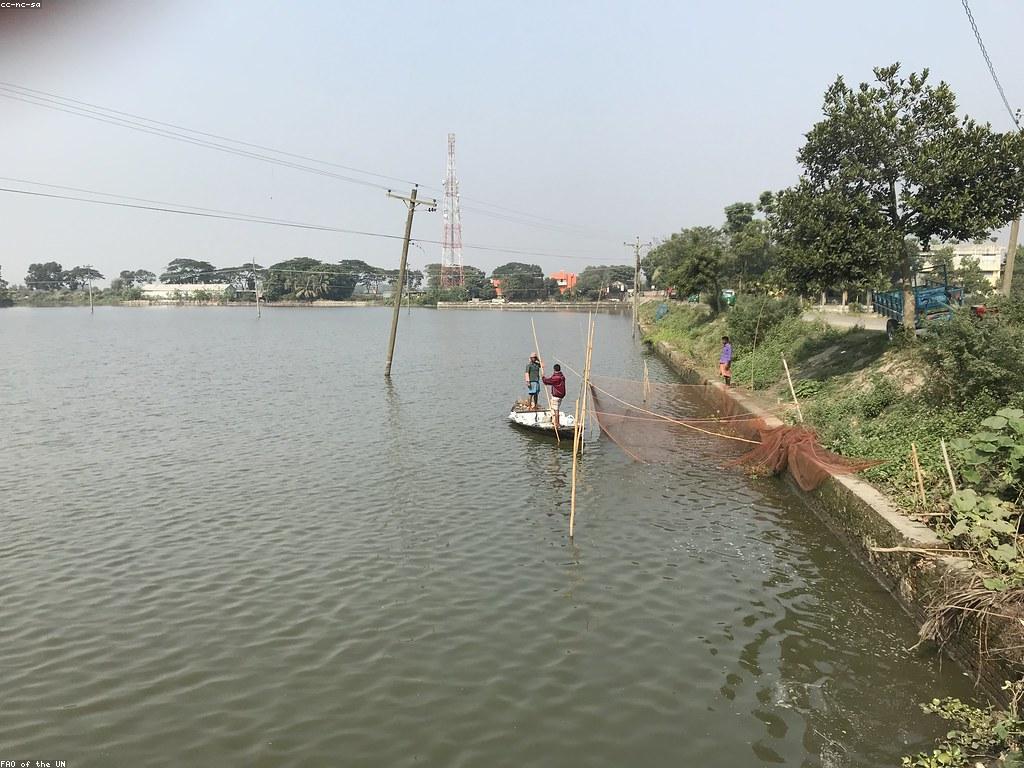 បច្ចេកទេសថ្មីៗសម្រាប់ការបញ្ចូលត្រី